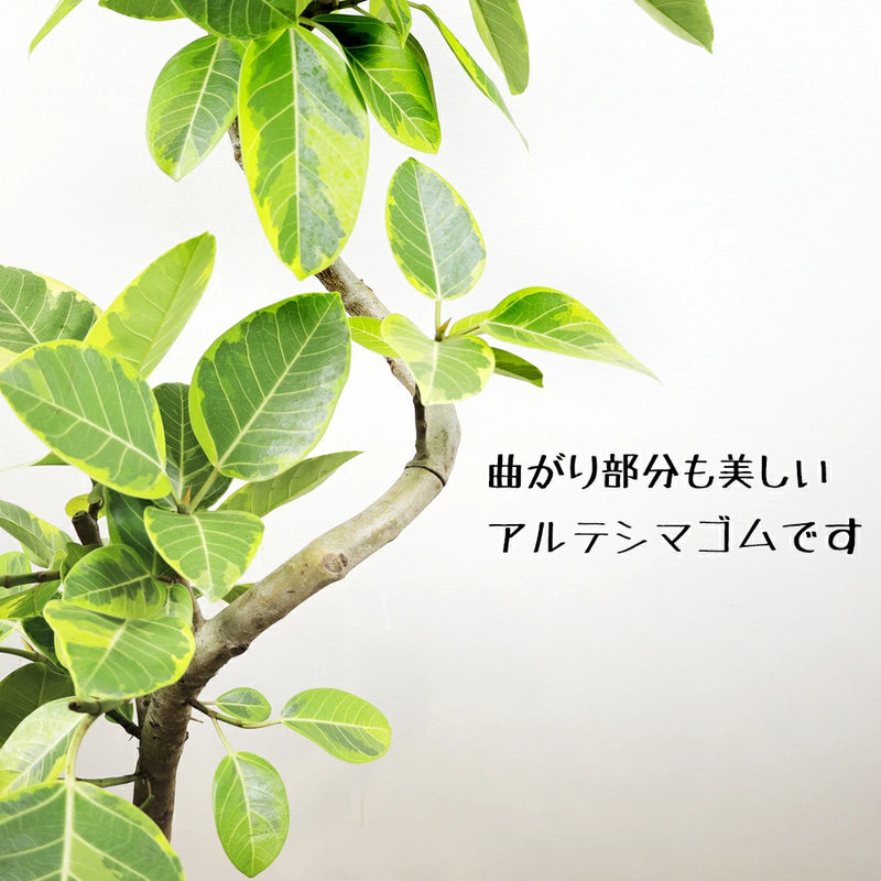 アルテシーマゴムの木幹曲り10号 【樹形選べます】 【立て札＆メッセージカード無料】 ゴムの木の中でも葉色がとても 美しい観葉植物です！