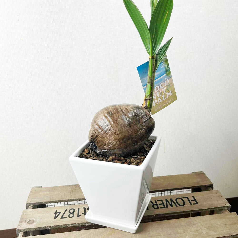 アレカヤシ ファイバー鉢 お皿付き アレカヤシ ファイバー鉢 お皿付き アレカヤシ ファイバー鉢 お皿付き アレカヤシ ファイバー鉢 お皿付き