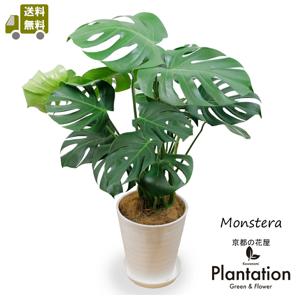 直接引取限定】 隠れオシャレな斑入りモンステラ✴︎*・10号鉢鉢ごとお渡し 直接引取限定】 隠れオシャレな斑入りモンステラ✴︎*・10号鉢鉢ごとお渡し