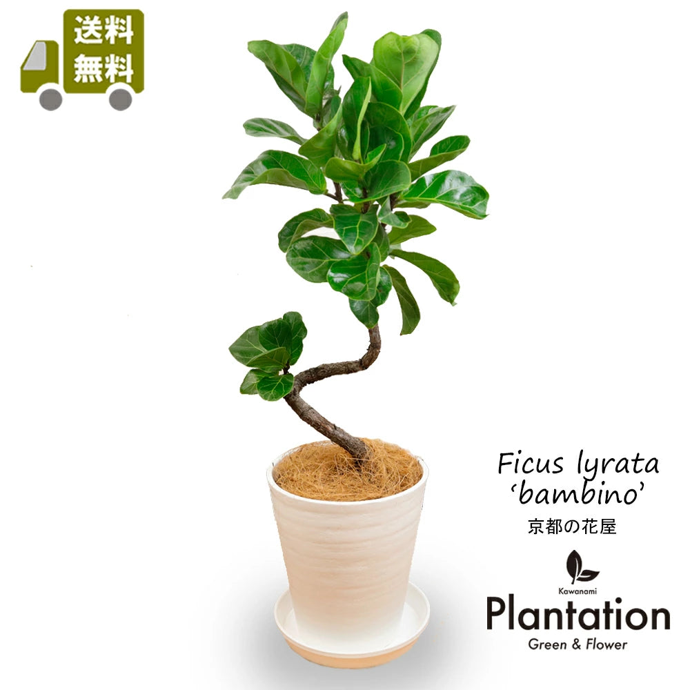 カシワバゴムの木(バンビーノ) – カワナミプランテーション カシワバゴムの木(バンビーノ) – カワナミプランテーション