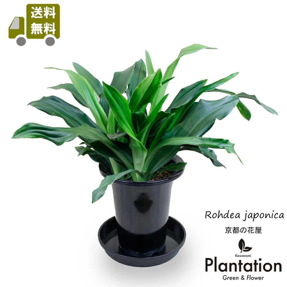 万年青（オモト） – カワナミプランテーション