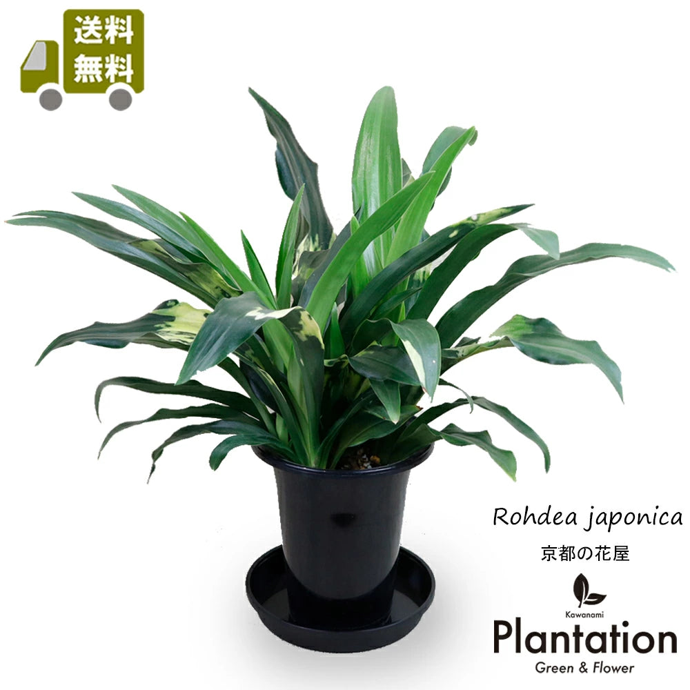 万年青（オモト）宝船 – カワナミプランテーション