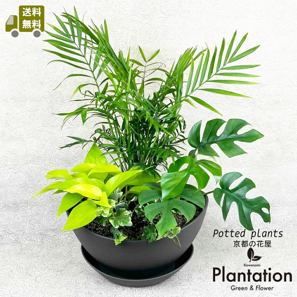 imgrc0137224382.webp?v=1750496388