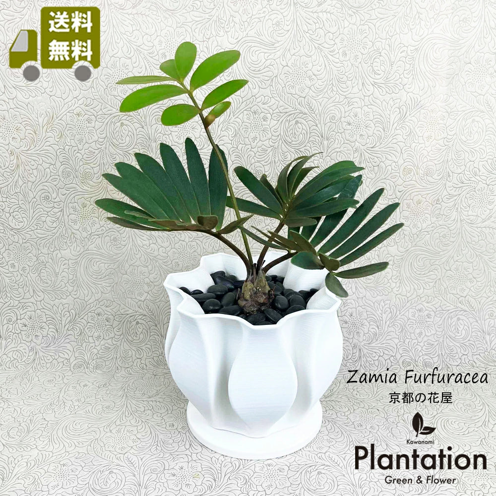 ザミア・フルフラケア（メキシコソテツ） 美株 希少種 観葉植物 ザミア・フルフラケア（メキシコソテツ） 美株 希少種 観葉植物