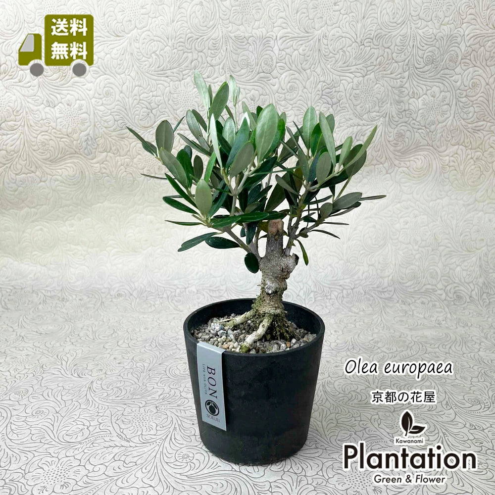 現品 創樹 オリーブ8号 マンザニロ No.2 – カワナミプランテーション