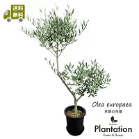 オリーブ 古木 ピクアル 7号鉢つき 曲がり❗ オリーブの木 ピクアル 7