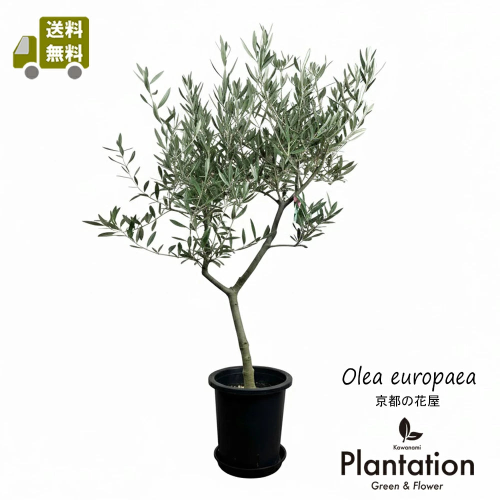 逸品。仕立てオリーブ ピクアル☆実たくさん付いてます1.8M(鉢底から) 逸品。仕立てオリーブ ピクアル☆実たくさん付いてます1.8M(鉢底から)