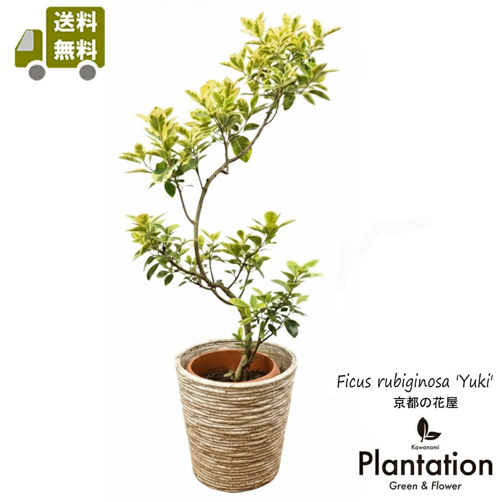現品！！フランスゴムの木・ユキ No.6 – カワナミプランテーション