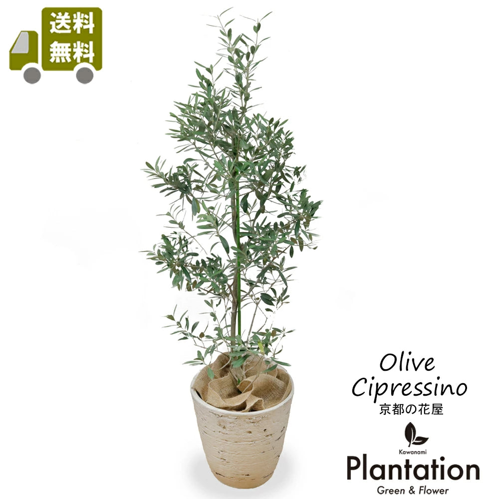 逸品。仕立てオリーブ シプレッシーノ1.8M(鉢底から) olive01