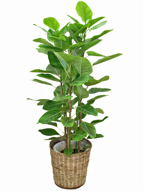 観葉植物アルテシマゴムの木(3本立)10号 【鉢カバー付き】【立て札 観葉植物アルテシマゴムの木(3本立)10号 【鉢カバー付き】【立て札