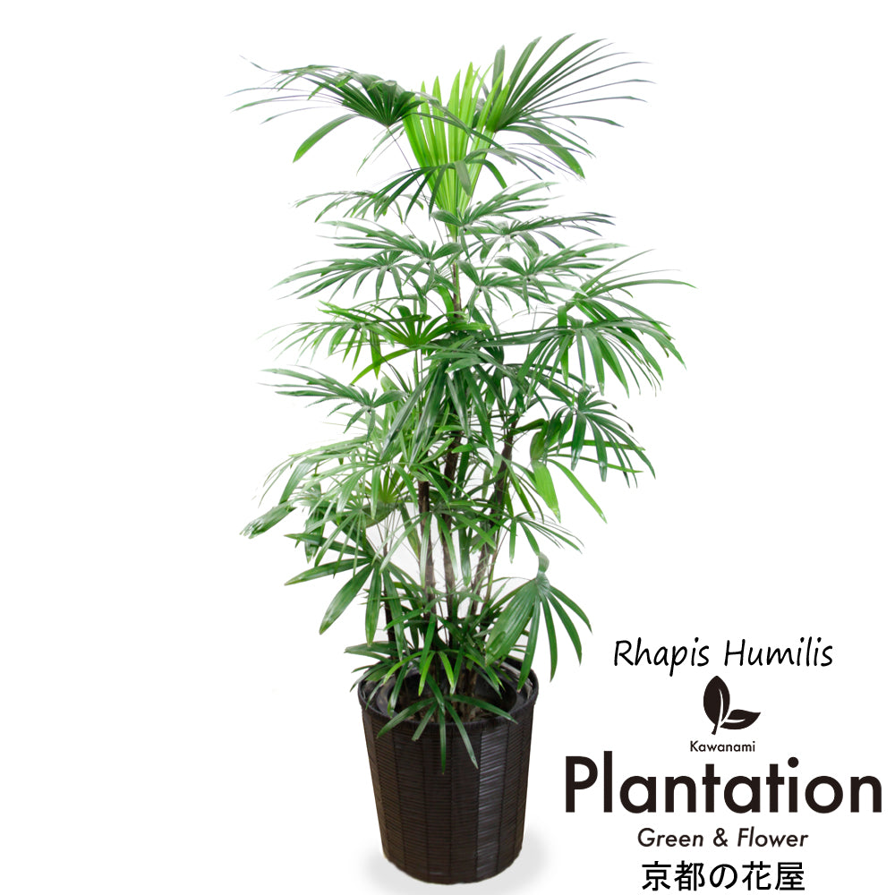 シュロチク 棕櫚竹 整った樹形 大型観葉植物110cm 綺麗な若葉 可愛い子株