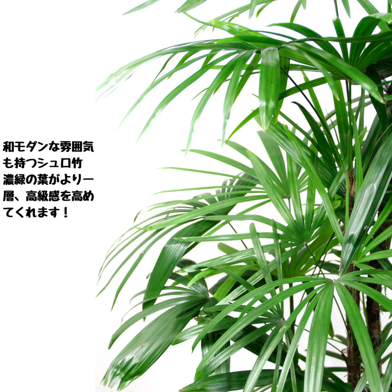 高級感漂う和モダンな観葉植物 棕櫚竹（シュロチク） １０号鉢
