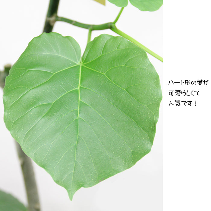 観葉植物ウンベラータ 8号　鉢カバー付き　インテリア雑誌などでおしゃれな植物として人気【立て札＆メッセージカード無料】