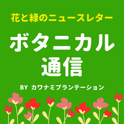 京都の花便り2025年８月号を配信しました！