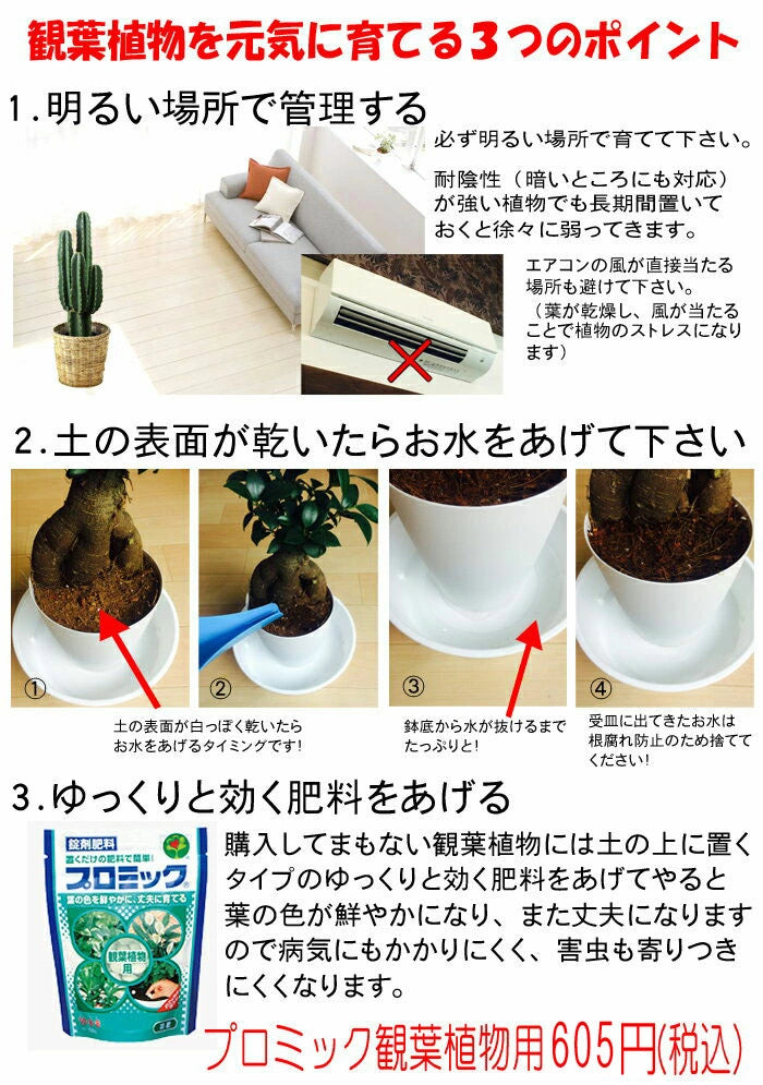 逸品。仕立てオリーブ シプレッシーノ1.8M(鉢底から) 良品。オリーブ シプレッシーノ1.8M(鉢底から)品番E