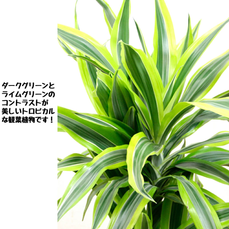 観葉植物レモンライム　ワーネッキ7号　【鉢カバー付き】【立て札＆メッセージカード無料】