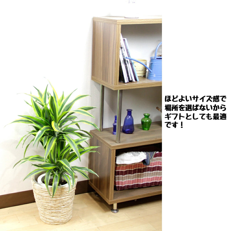 観葉植物レモンライム　ワーネッキ7号　【鉢カバー付き】【立て札＆メッセージカード無料】