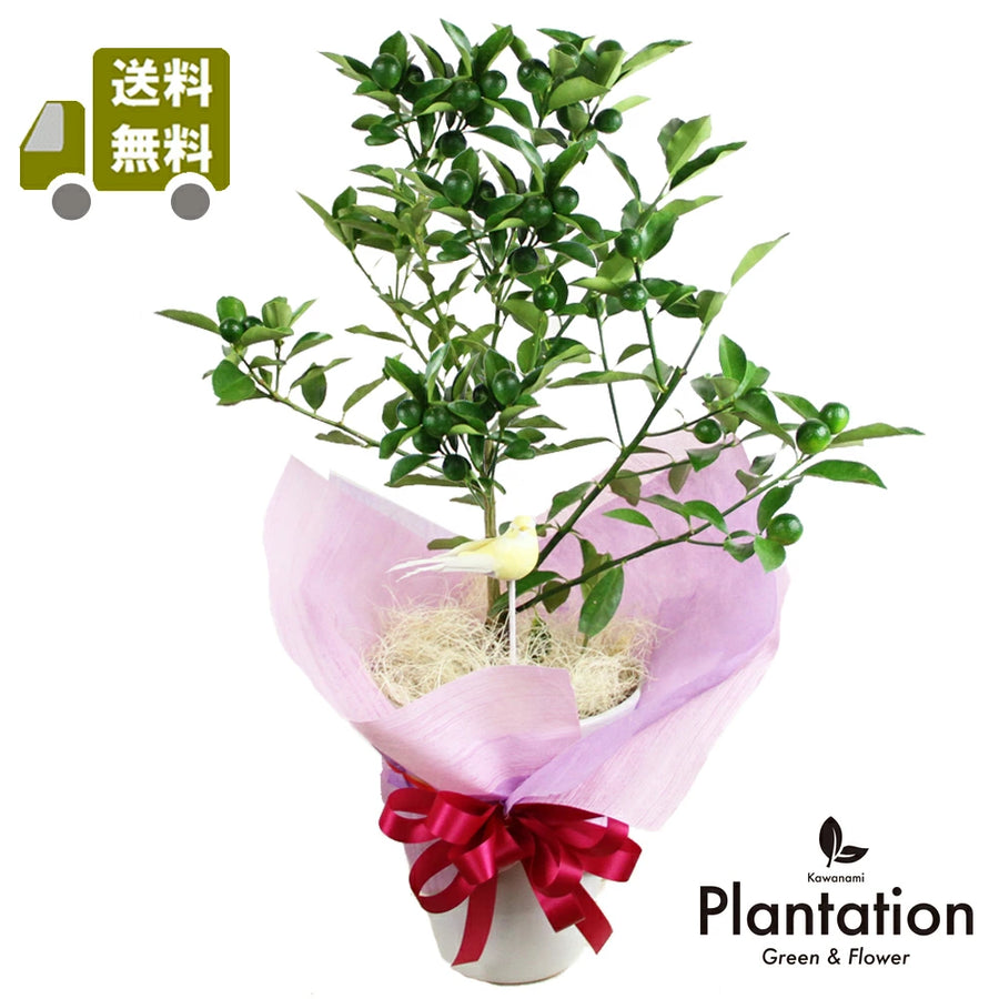 柱サボテン7号鉢 – カワナミプランテーション