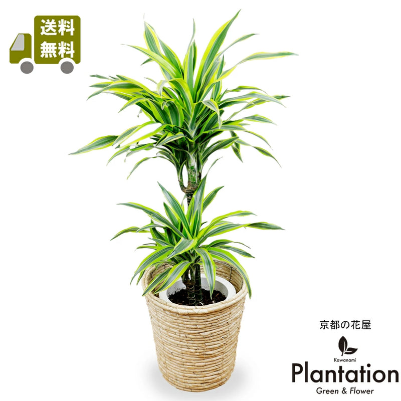 観葉植物レモンライム　ワーネッキ7号　【鉢カバー付き】【立て札＆メッセージカード無料】