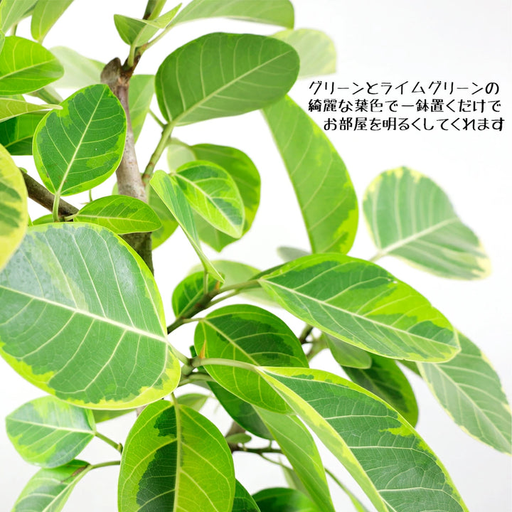 アルテシーマゴムの木幹曲り10号 – カワナミプランテーション