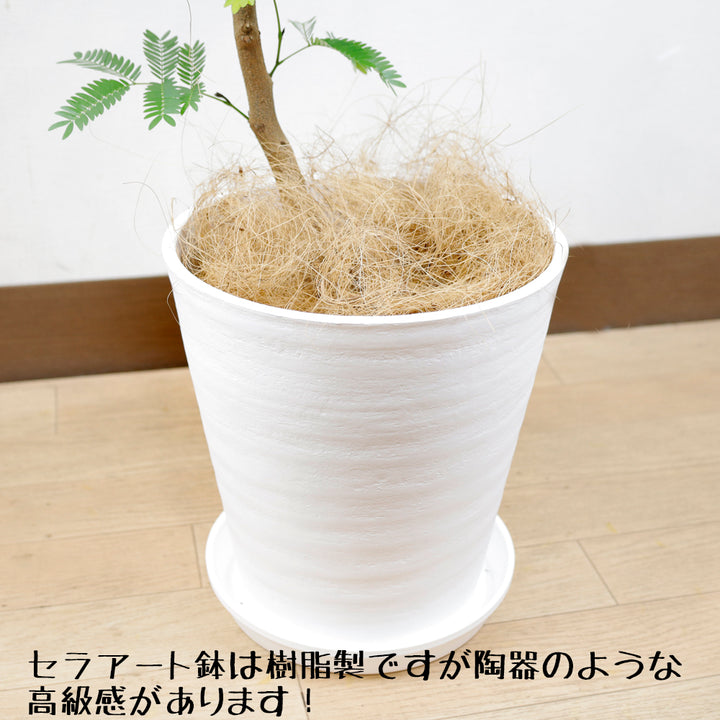 エバーフレッシュ8号白セラアート鉢 – カワナミプランテーション