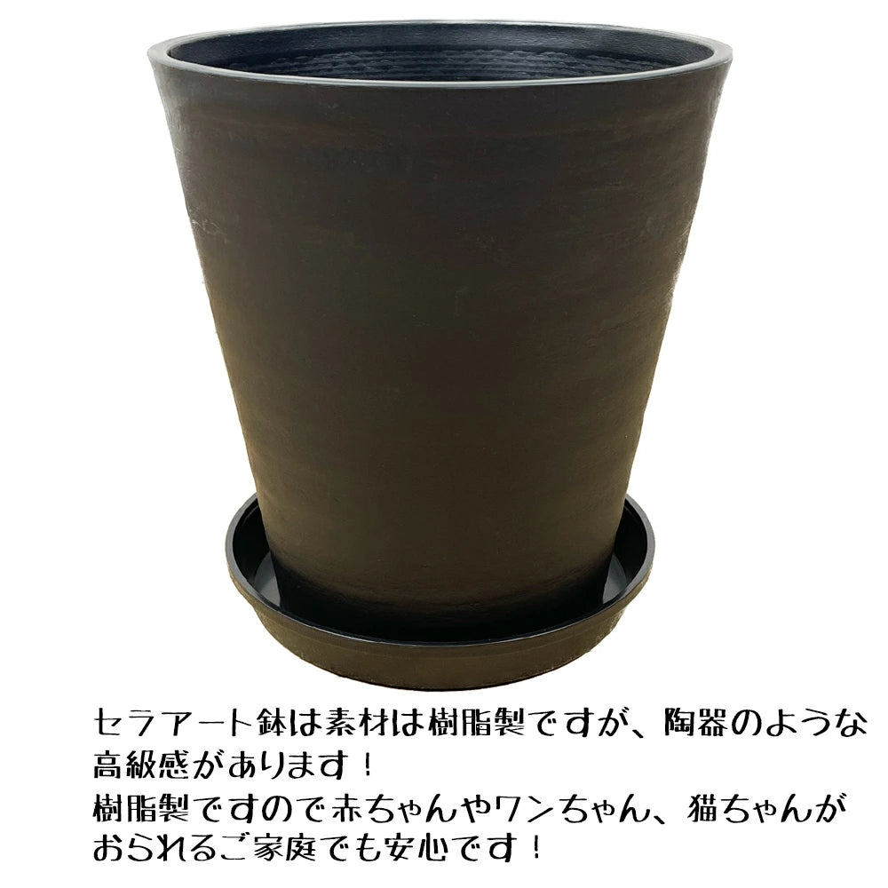 柱サボテン8号ブラック(黒)セラアート鉢 – カワナミプランテーション 柱サボテン8号ブラック(黒)セラアート鉢 – カワナミプランテーション