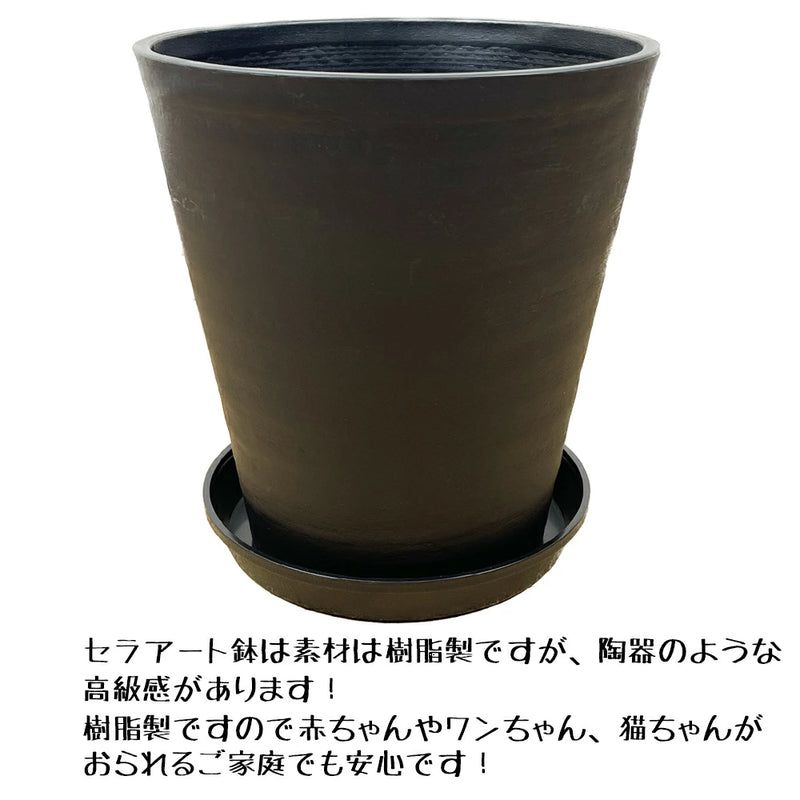 柱サボテン8号ブラック（黒）セラアート鉢