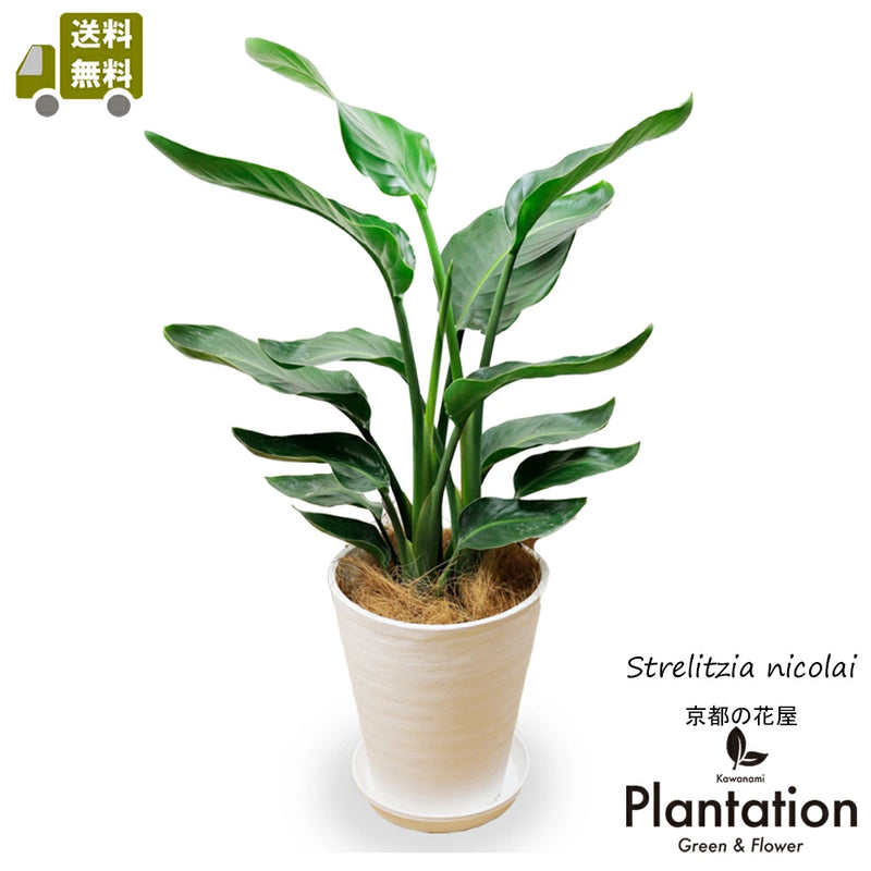 観葉植物 ストレリチア オーガスタ7号 セラアート鉢 – カワナミ 観葉植物 ストレリチア オーガスタ7号 セラアート鉢 – カワナミ