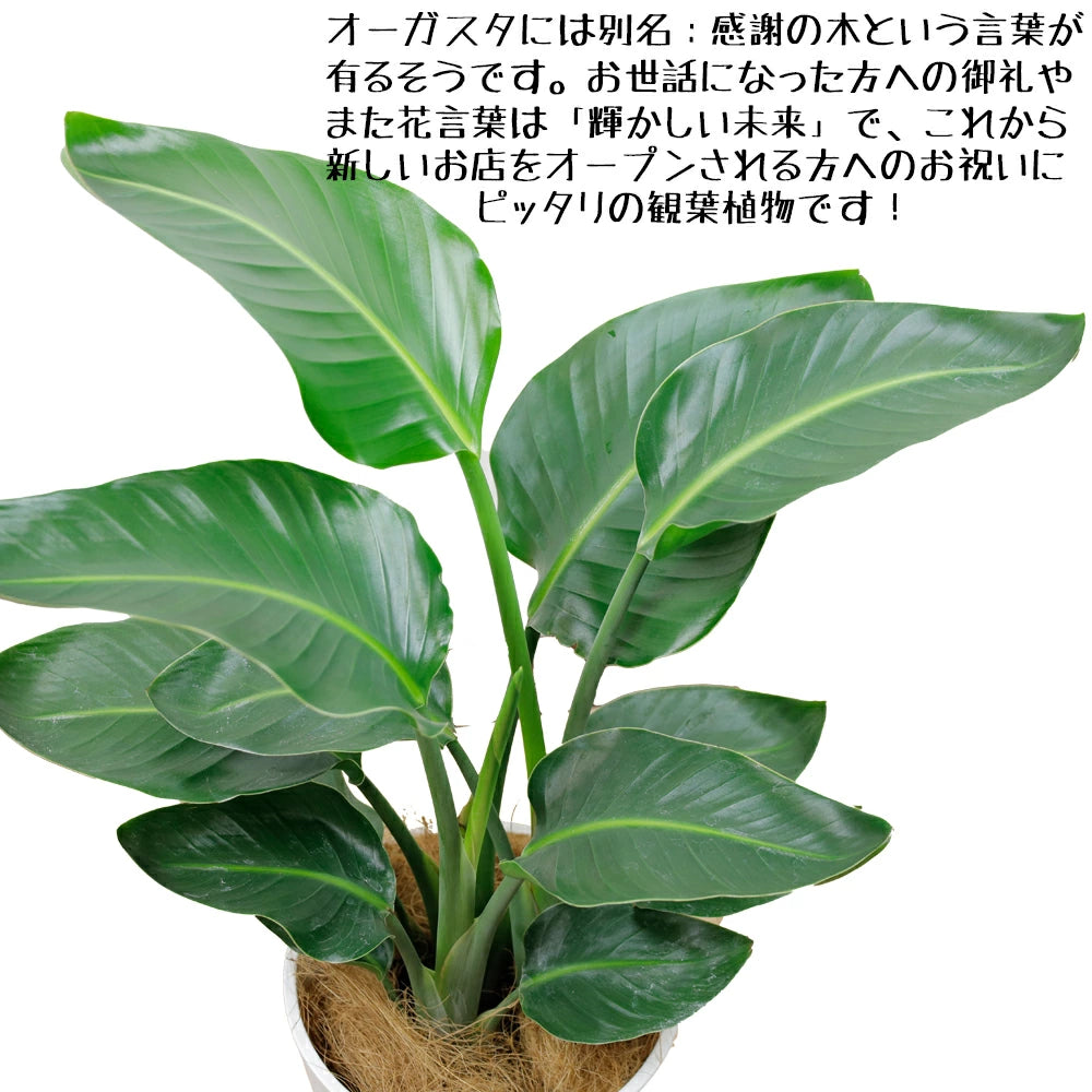 観葉植物 ストレリチア オーガスタ7号 セラアート鉢 – カワナミ 観葉植物 ストレリチア オーガスタ7号 セラアート鉢 – カワナミ