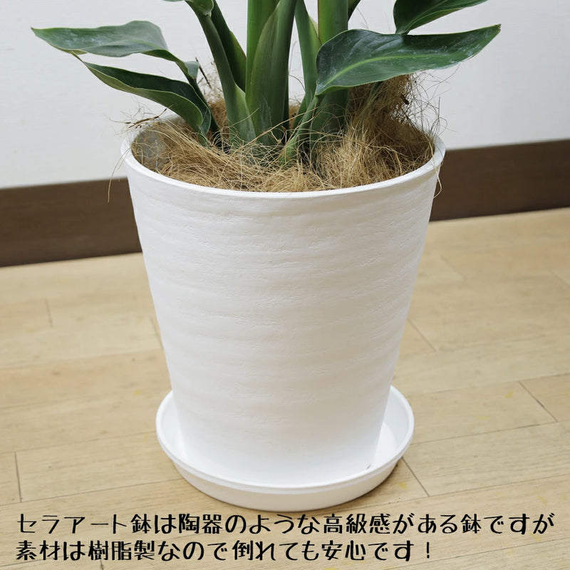 観葉植物 ストレリチア オーガスタ7号 セラアート鉢