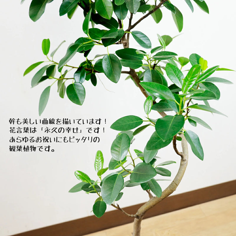 フランスゴムの木8号幹曲がりセラアート鉢仕立て – カワナミ フランスゴムの木8号幹曲がりセラアート鉢仕立て – カワナミ