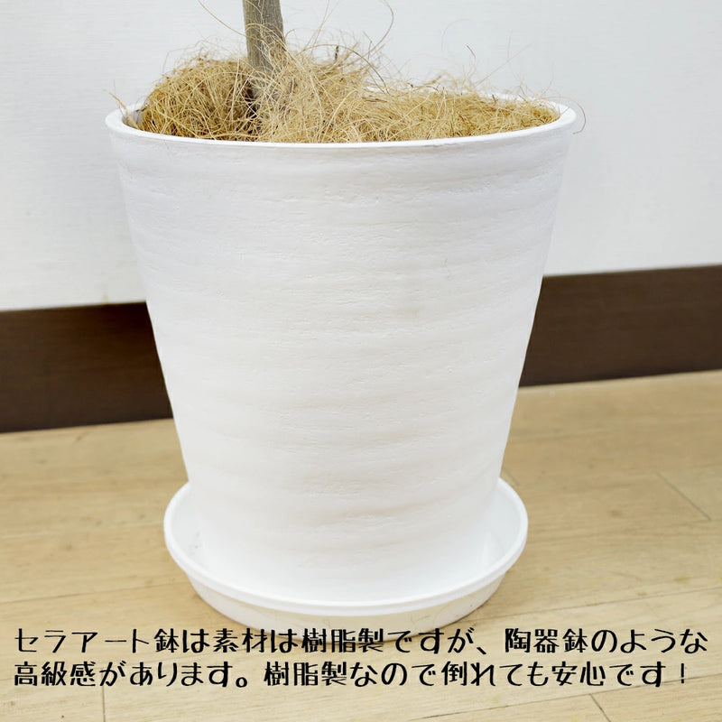 フランスゴムの木8号幹曲がりセラアート鉢仕立て– カワナミ フランスゴムの木8号幹曲がりセラアート鉢仕立て– カワナミ