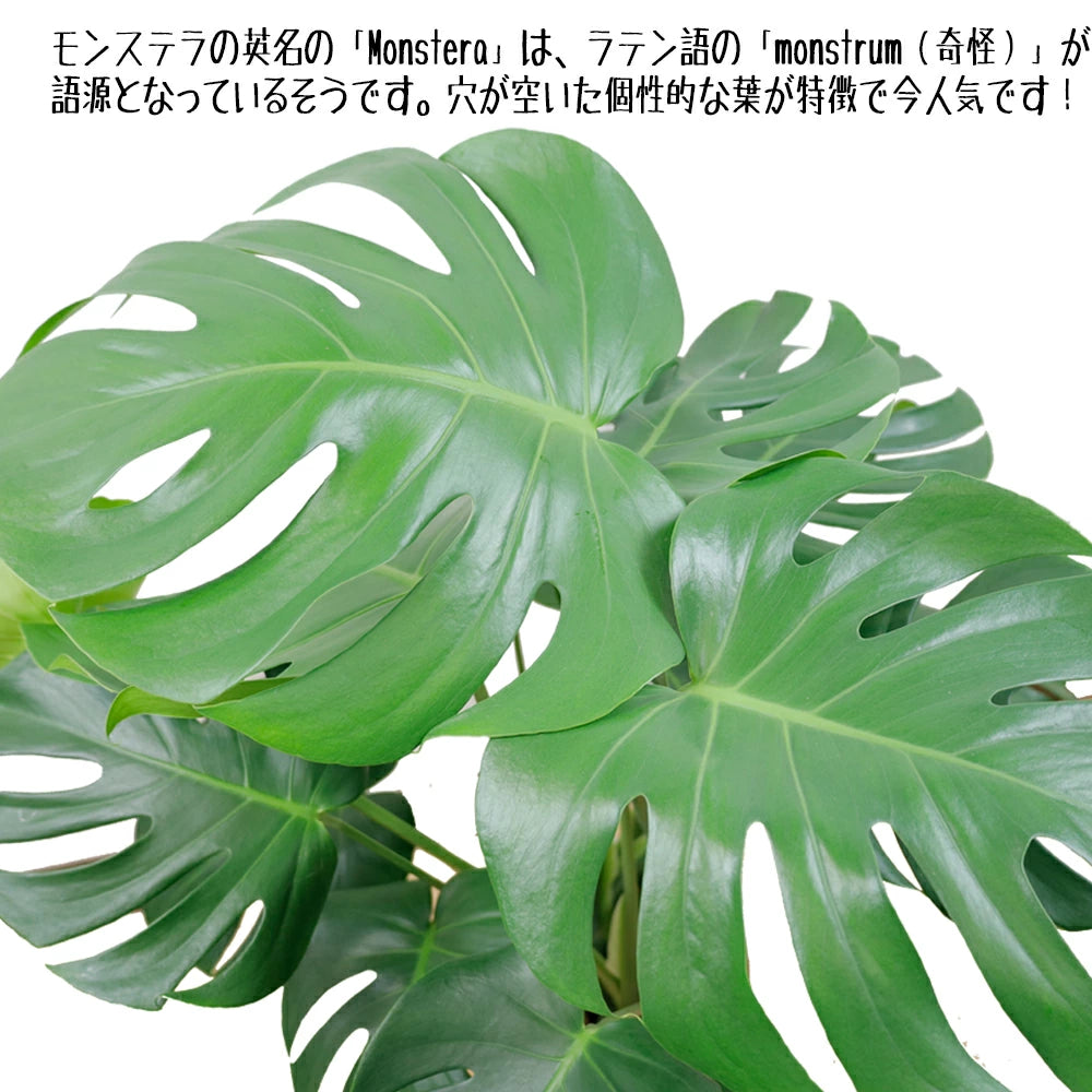 モンステラ8号セラアート鉢 – カワナミプランテーション モンステラ8号セラアート鉢 – カワナミプランテーション