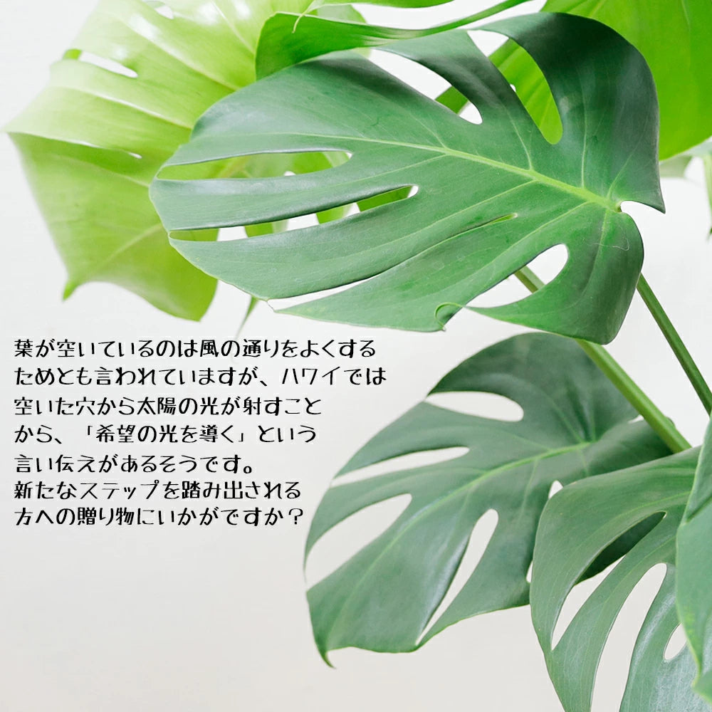 モンステラ8号セラアート鉢 – カワナミプランテーション モンステラ8号セラアート鉢 – カワナミプランテーション