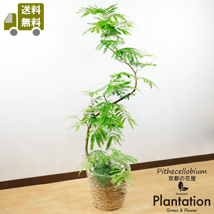 エバーフレッシュ10号鉢 – カワナミプランテーション