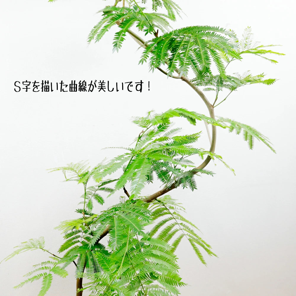 エバーフレッシュ10号鉢 – カワナミプランテーション