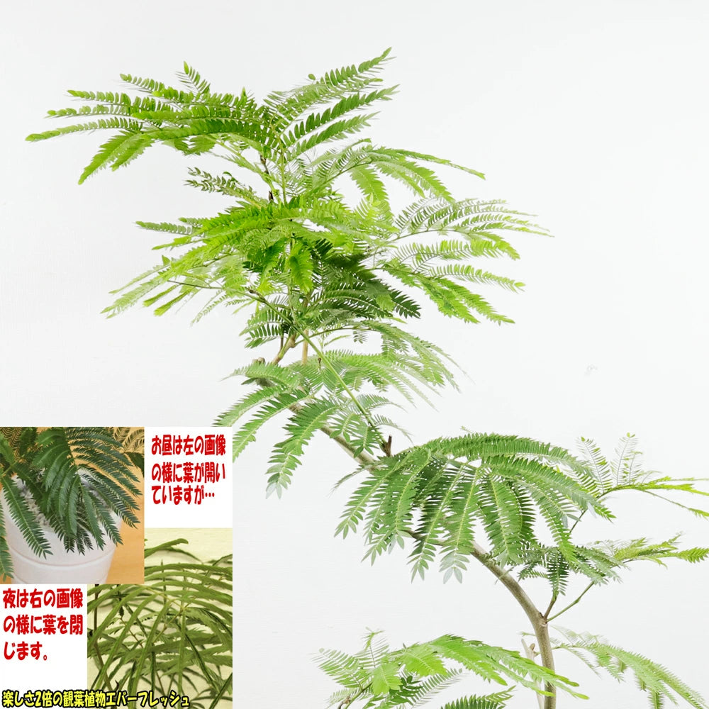 エバーフレッシュ10号鉢 – カワナミプランテーション エバーフレッシュ10号鉢 – カワナミプランテーション