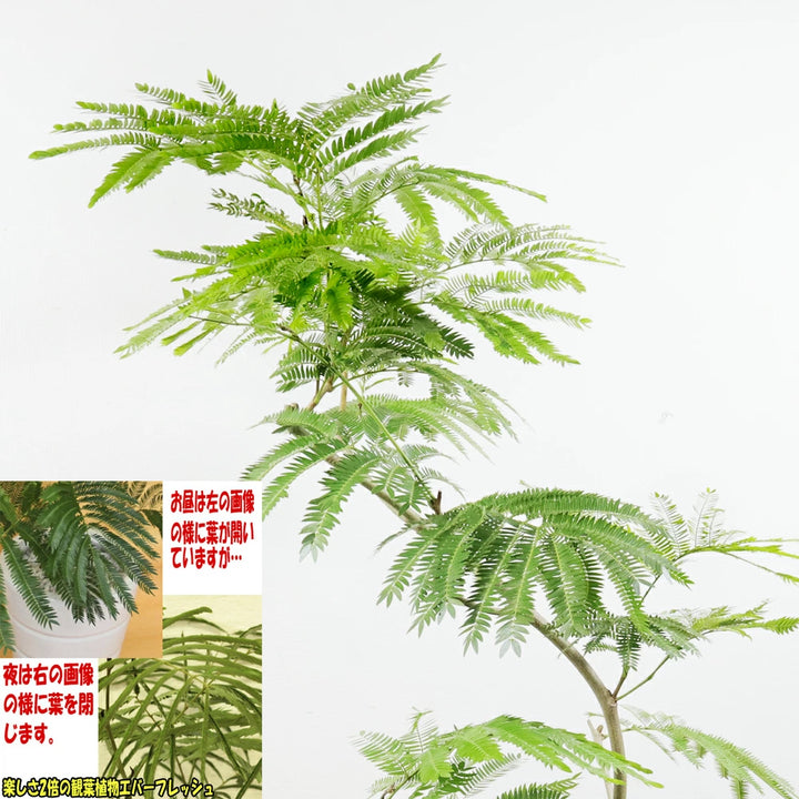 エバーフレッシュ10号鉢 – カワナミプランテーション