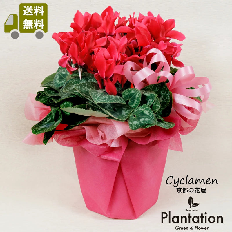シクラメン鉢植え