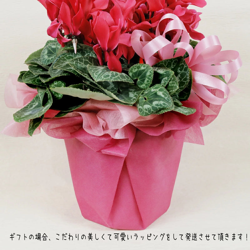シクラメン鉢植え
