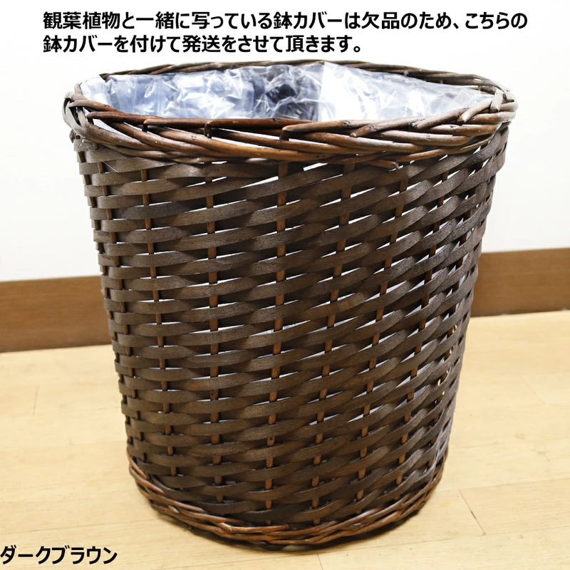 観葉植物マングーカズラ１０号　【鉢カバー付き】【立て札＆メッセージカード無料】