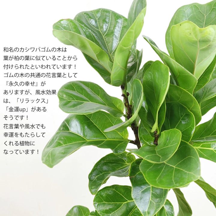 カシワバゴムの木(バンビーノ) – カワナミプランテーション