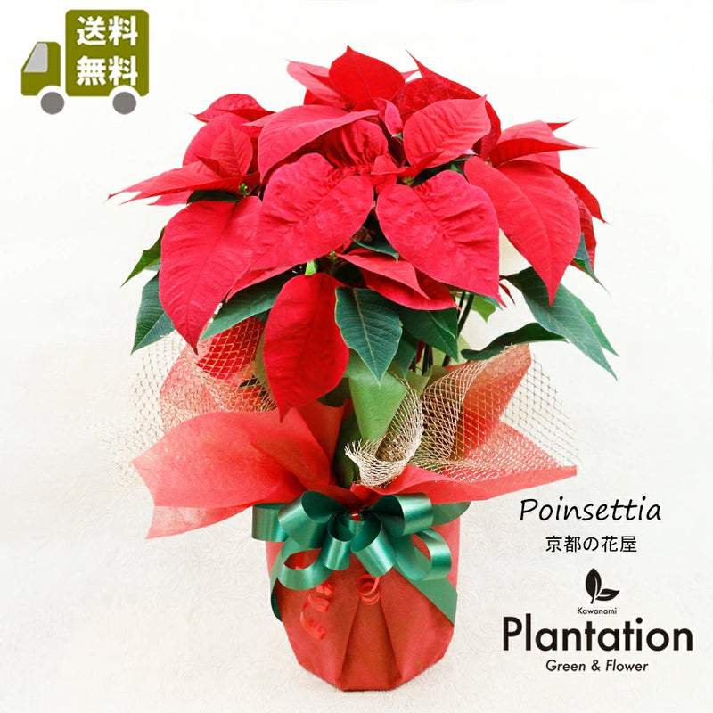 ポインセチア