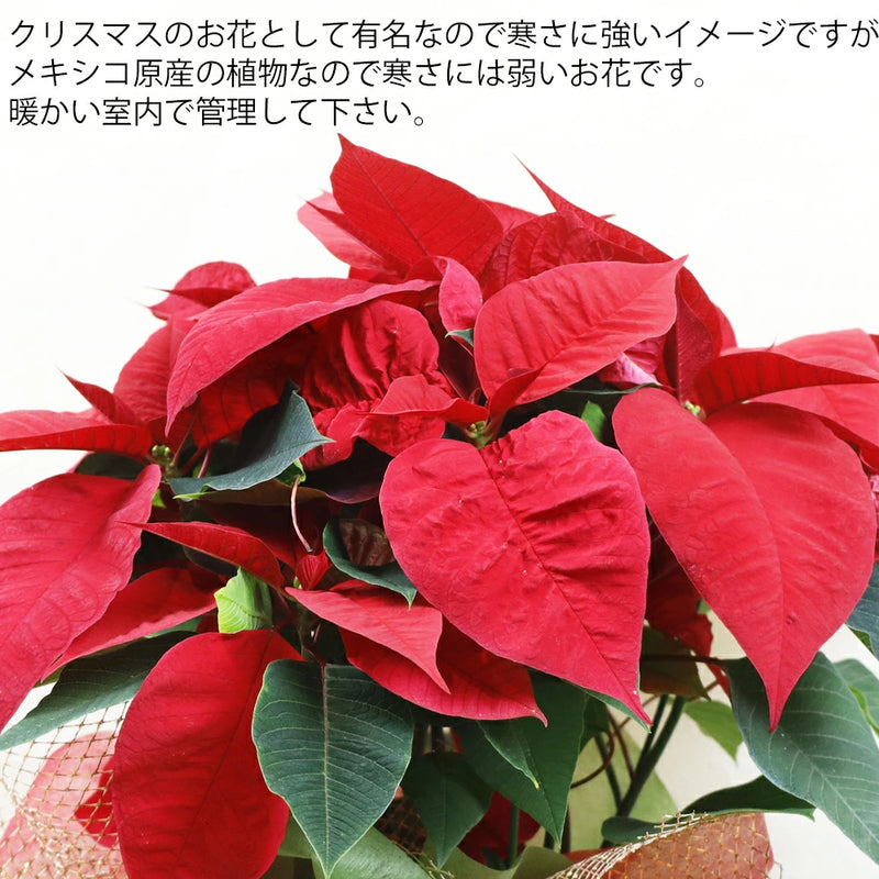 ポインセチア