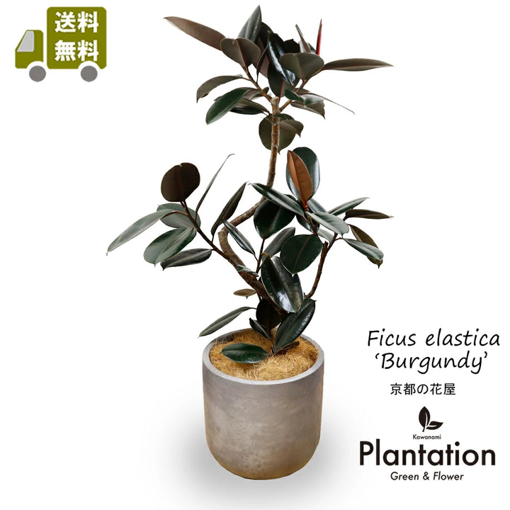 激レア！フィカス バーガンディ 斑入り（ボトムカット） 激レア