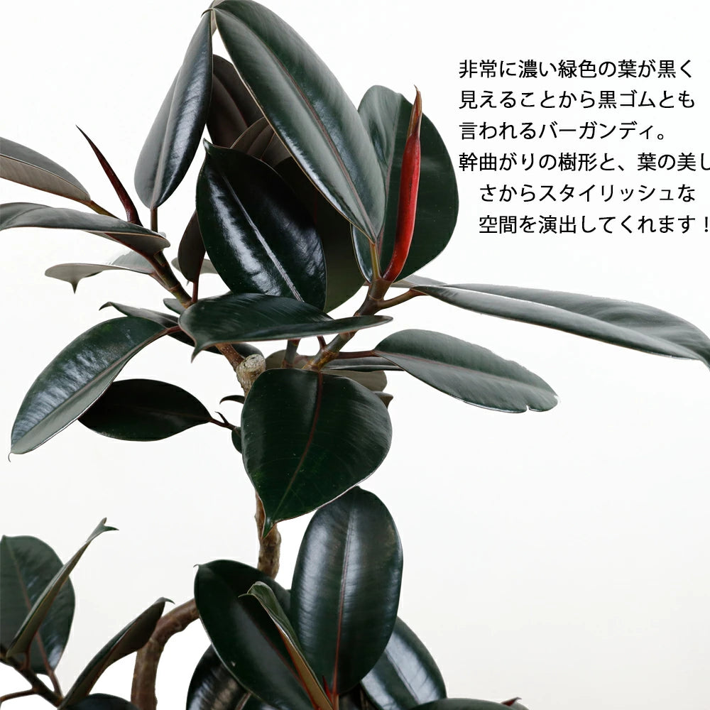 激レア！フィカス バーガンディ 斑入り（ボトムカット） 激レア！フィカス バーガンディ 斑入り（ボトムカット） - メルカリ