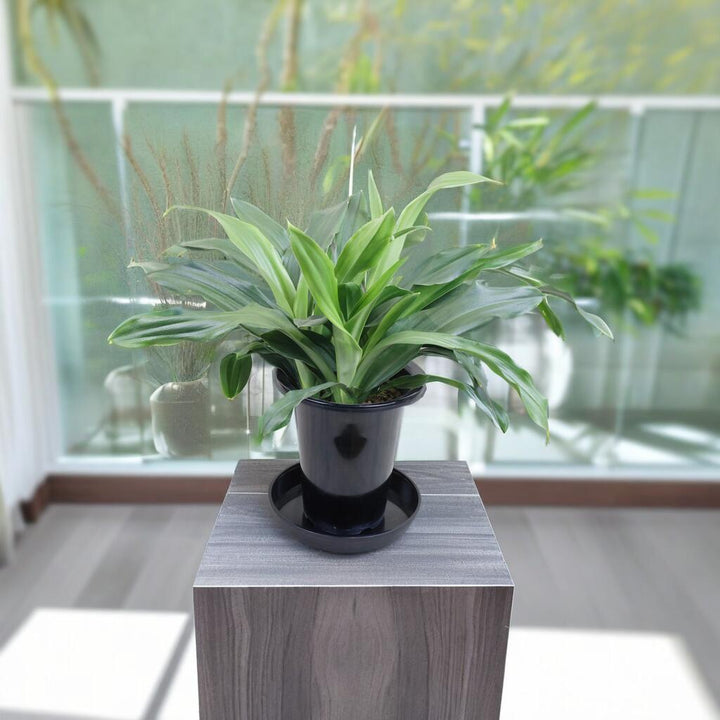 万年青（オモト） – カワナミプランテーション