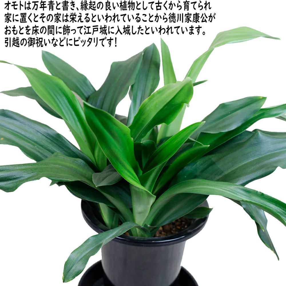 ショップ活動 No.48 実生覆輪縞 万年青 おもと オモト