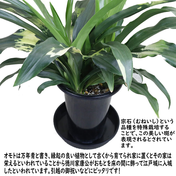 万年青（オモト）宝船 – カワナミプランテーション