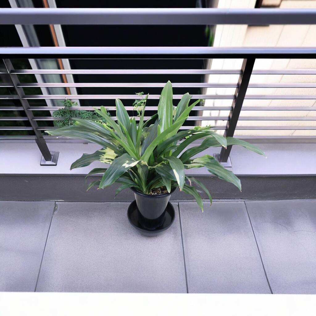 万年青（オモト）宝船 – カワナミプランテーション